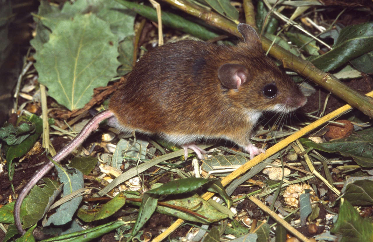 Мышевидные грызуны. Sylvaemus uralensis. Apodemus uralensis. Мышь Apodemus uralensis. Желтогорлая Лесная мышь и Степная мышь.