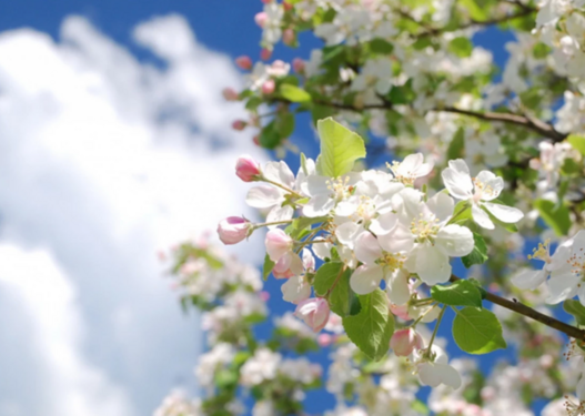 Azərbaycana yaz fəsli daxil oldu